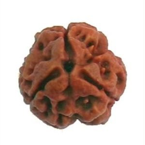 3 Mukhi Rudraksh(3 मुखी रुद्राक्ष) | Size 15 mm