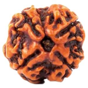 4 Mukhi Rudraksh (4 मुखी रुद्राक्ष) | Size 20 mm