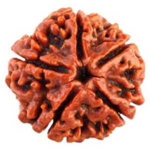 5 Mukhi Rudraksa (5 मुखी रुद्राक्ष) | Size 12 mm- 3 Piece