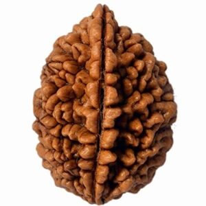 2 Mukhi Rudraksa (2 मुखी रुद्राक्ष) | Standard Size
