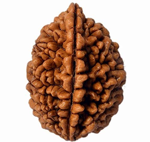 2 Mukhi Rudraksa (2 मुखी रुद्राक्ष) | Standard Size