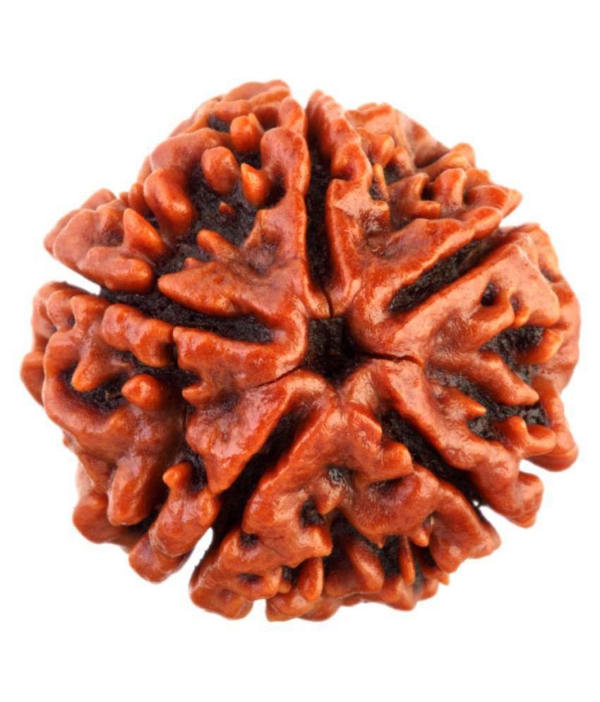 5 Mukhi Rudraksa (5 मुखी रुद्राक्ष) | Size 20 mm