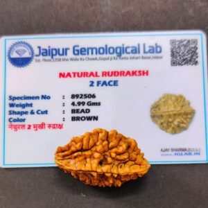 2 Mukhi Certified Rudraksha With Certificate (सर्टिफाइड 2 मुखी रुद्राक्ष ) | Weight 4.99 gm
