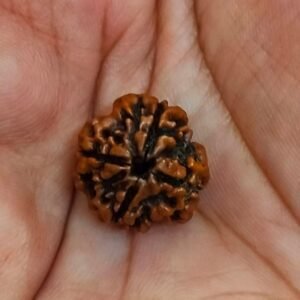 4 Mukhi Certified Rudraksha With Certificate (सर्टिफाइड 4 मुखी रुद्राक्ष )