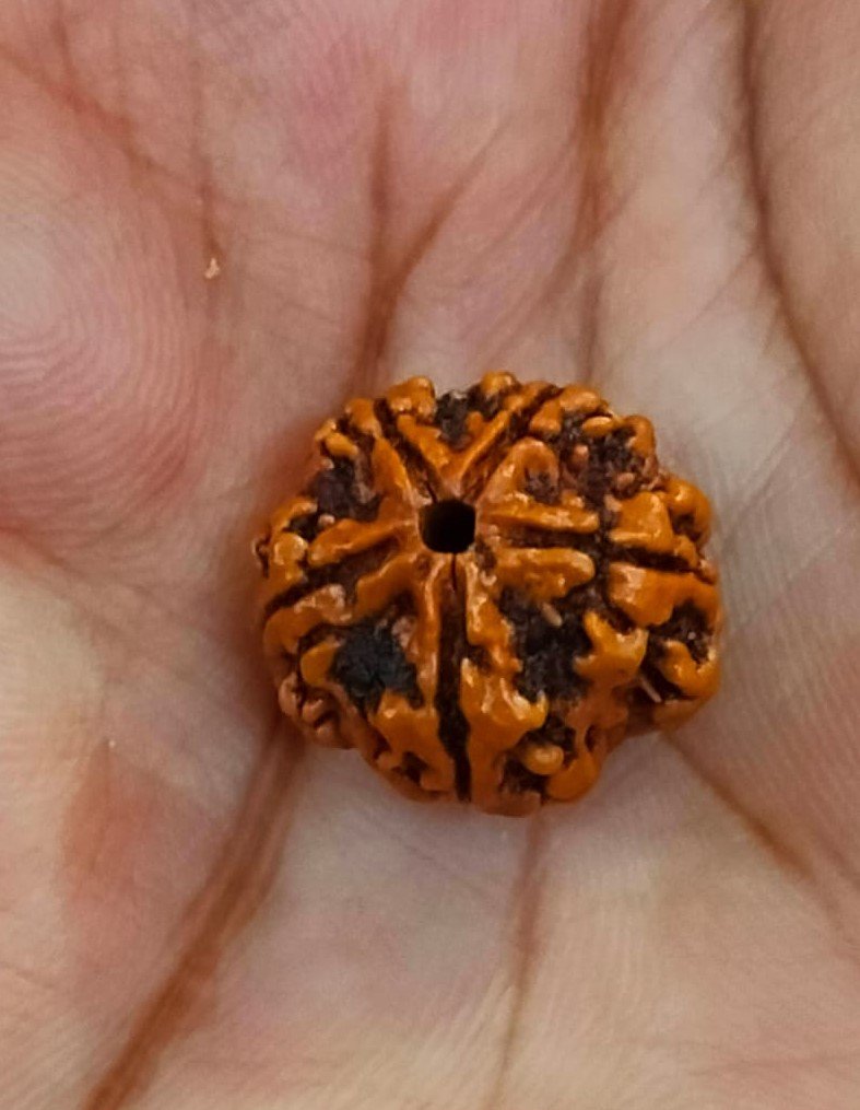 5 Mukhi Certified Rudraksha With Certificate (सर्टिफाइड 5 मुखी रुद्राक्ष )
