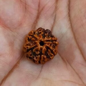 6 Mukhi Certified Rudraksha With Certificate (सर्टिफाइड 6 मुखी रुद्राक्ष )
