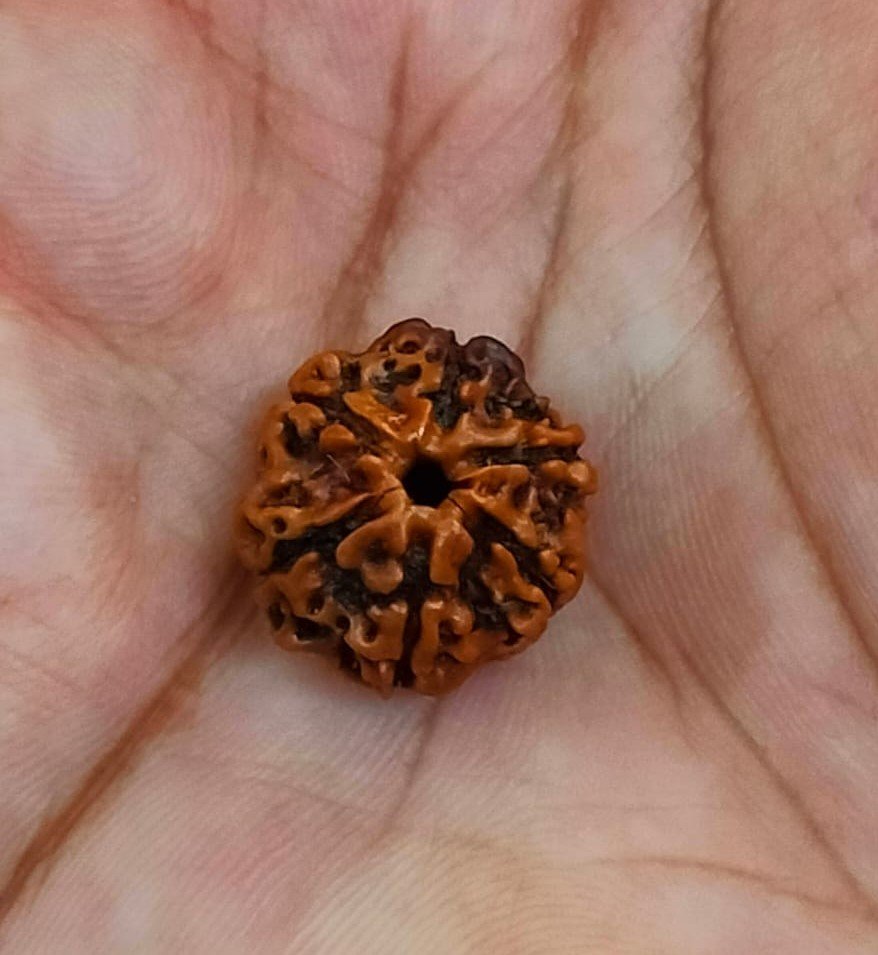 6 Mukhi Certified Rudraksha With Certificate (सर्टिफाइड 6 मुखी रुद्राक्ष )