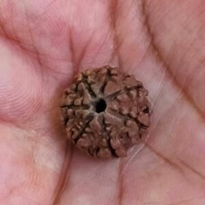 7 Mukhi Certified Rudraksha With Certificate (सर्टिफाइड 7 मुखी रुद्राक्ष )