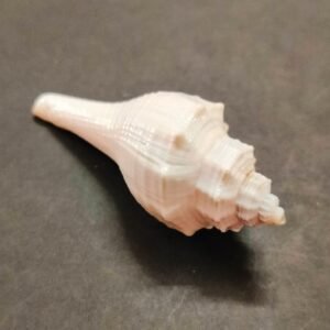 Dakshinavarti Shankh For Pooja(दक्षिणावर्ती शंख) | Size- 8 cm