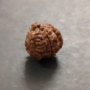 Ganesh Rudraksh(गणेश रुद्राक्ष), Size 16 mm